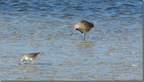 Bunche beach_186