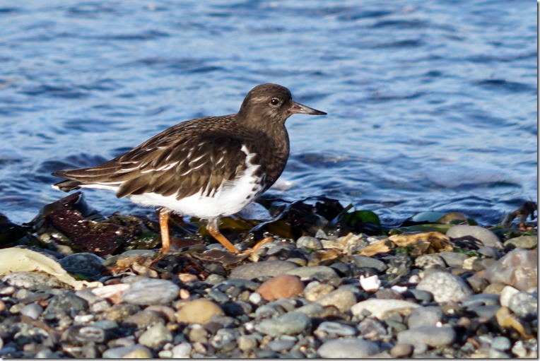lopez dark shorebird 121518 00003