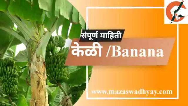 Banana Information in Marathi Esay Banana information in marathi pdf Fruit Information in Marathi केळी फळाची संपूर्ण माहिती. केळी झाडाविषयी माहिती केळी या फळाविषयी माहिती. केळी झाडाची माहिती मराठी केळी च्या झाडाची माहिती Kelichya zadachi Mahiti