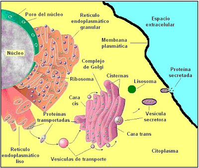 relación complejo de Golgi/retículo endoplasmático