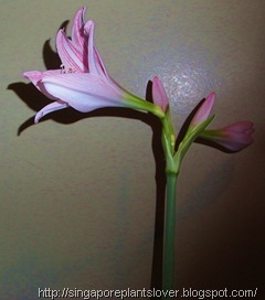 Pink Amaryllis