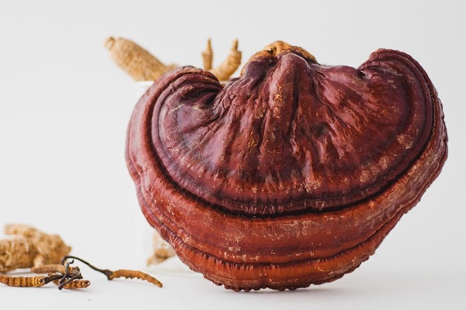 Vestige ganoderma ingredients | Ganoderma mushrooms | Biobritte mushroom center