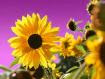 sunflower jigsaw puzzle image photo picture