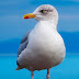 Seagull bird standing on a wood post