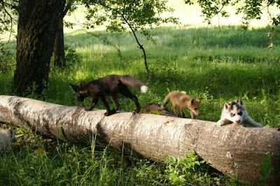 Rare Pets Seen On www.coolpicturegallery.us