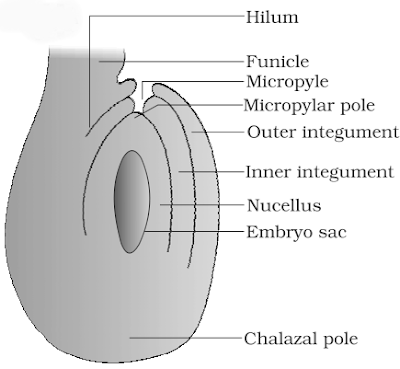 Angiosperm ovule