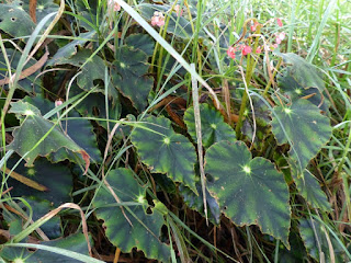 Bégonia non identifié - Bégonia sp.