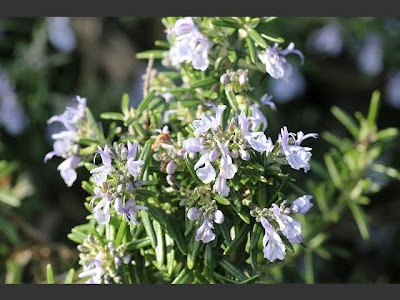 rosemary flowers