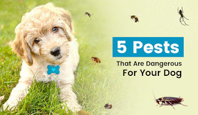 5 Pests That Are Dangerous For Your Dog