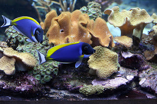 Blue Tang Fish picture