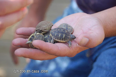 Crías de tortuga mediterránea nacidas en el centro