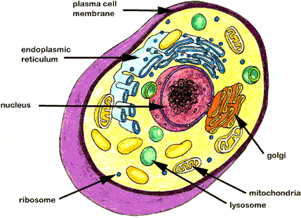 animal cell model images. animal or plant cell.