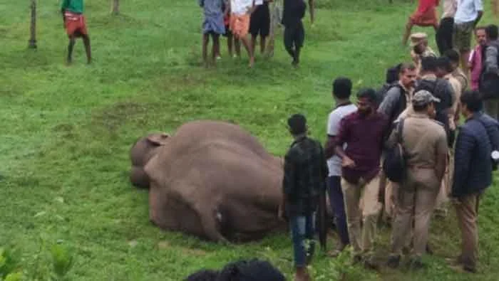 News,Kerala,State,Accident,Accidental Death,Elephant,Wild Elephants, Animals,Death,Electrocuted,forest,Local-News, Palakkad: Elephant dies of electric shock
