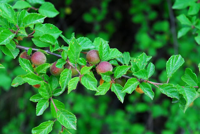 Миндаль трёхлопастный / Луизеания трёхлопастная (Prunus triloba)