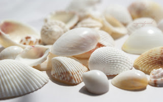 seashells wallpaper (12)