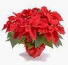 Poinsettia