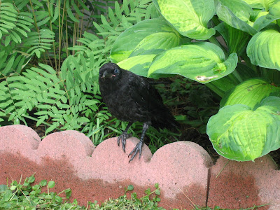 Baby crow