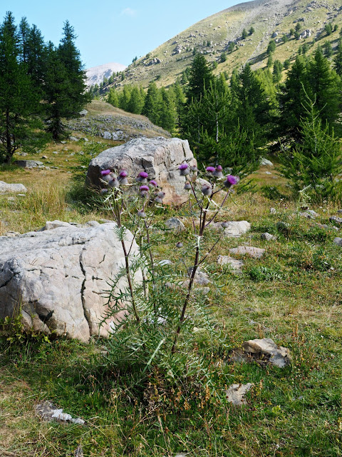 Verdon, gorges du verdon, annot, castellane, durance, mercantour parc national, les grès d’annot, la palud sur verdon, gieren, lammergieren, monniksgieren, alpenmarmot, gems, wolf, wolven, colmars les alpes, Col d'Allos,  Barcelonette, Pic des Trois Évêchés, Tête de la Sestrière, Mont Pelat,  alpensneeuwhoenen, Lac d'Allos, Cascade de la Lance, Route des Crêtes du Verdon, Samson passage, de Styx,