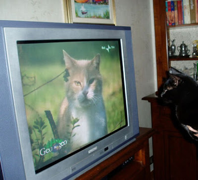 Pets watching TV Seen On www.coolpicturegallery.us