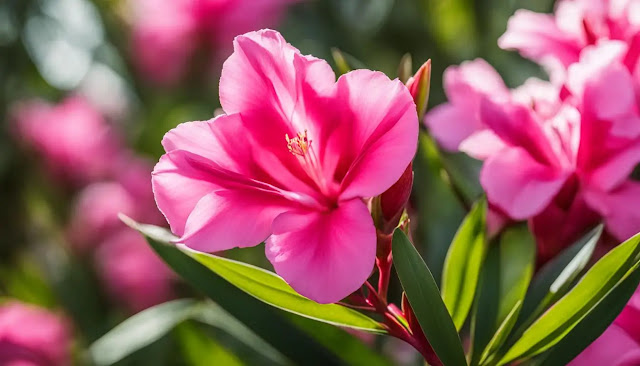 oleander flower meaning