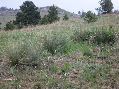 spring hillside, Horsetooth Mountain Park