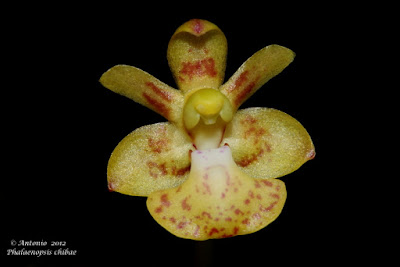 Phalaenopsis chibae