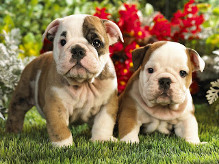 French Bulldog Puppies Wallpapers