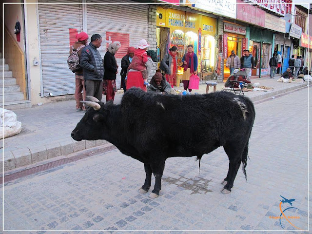 Leh, a cidade de pedra - Ladakh - Índia