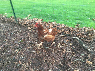 molting hen