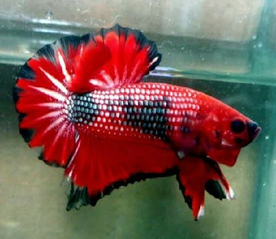 Cupang Red Black Plakat Halfmoon