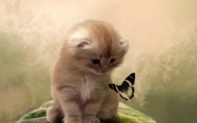 foto de gato con mariposa 