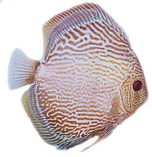 Ikan Discus dan Jenis Ikan Discus Termahal