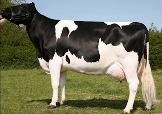 SAPI FRIESIEN HOLSTEIN