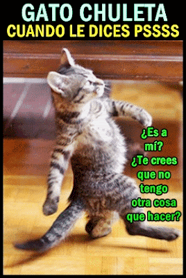 gato-chuleta