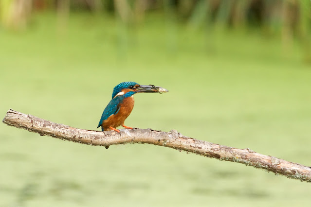 RSPB Rye Meads - Common Kingfisher छोटा किलकिला, राम चिरैया, शरीफन, निता मछराला  (Alcedo atthis)