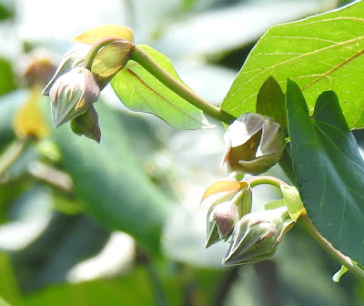 黃槿的花