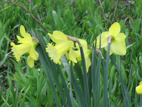 pistachio daffodils