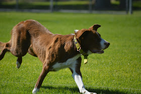 stupid lure coursing pictures