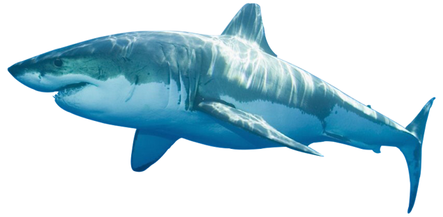 Shark Transparent PNG