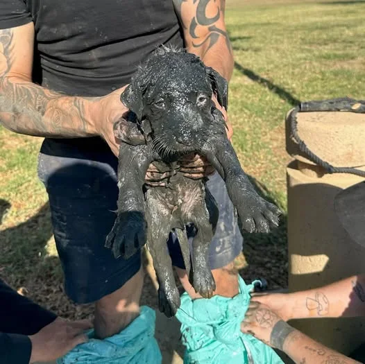 Police officer climbs into mucky sewer to save trapped dog Police officer climbs into mucky sewer to save trapped dog