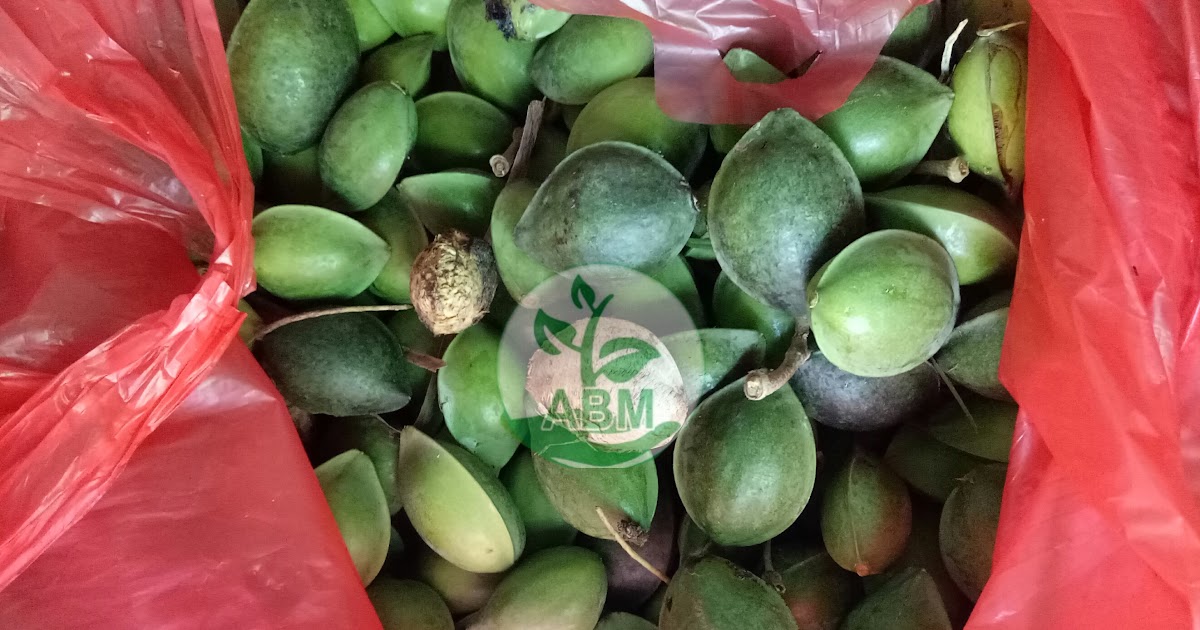 Jual Biji Pohon Ketapang Banyak Manfaat Harga Murah Jual 
