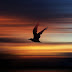  My Flight of Freedom by Olatuja Oloyede
