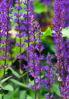 SALVIA NEMOROSA CARADONNA