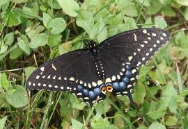 The Black Swallowtail butterfly 