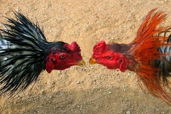 Cockfight- Петушиные бои-Хўрозлар жанги
