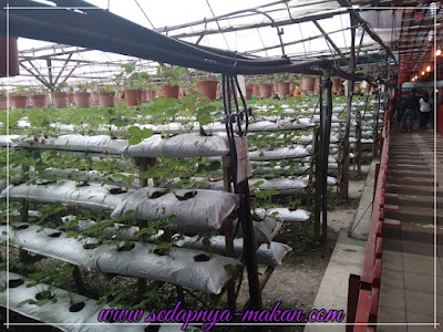 ladang strawberry ni mesti ada punyalah