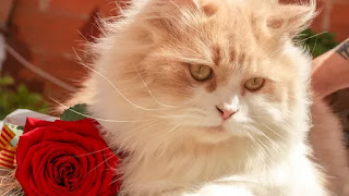 Kucing Persia dan bunga