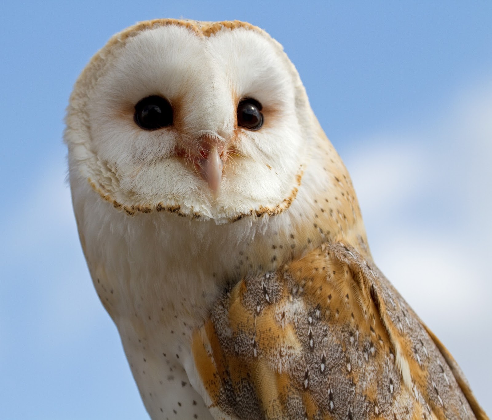 Barn Owl | Amazing Animal Basic Facts & Pictures | Animals ...