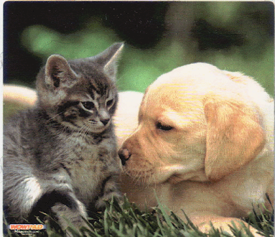 Puppy and Kitten - cat and puppies, Cute, Kitten, Puppy Puppies Or Kittens?