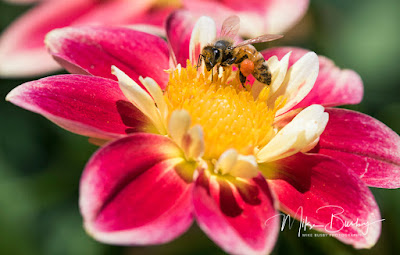 A honey bee on a beautiful flower by Spokane Photography Classes.